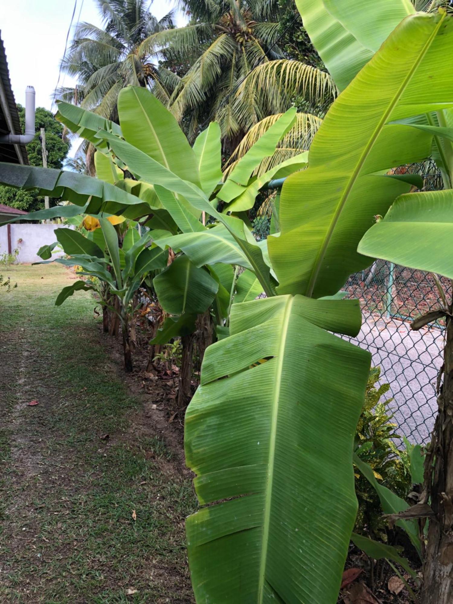 Hcs Bungalows Turtle Bay Rustic Bungalow Au Cap Exteriér fotografie