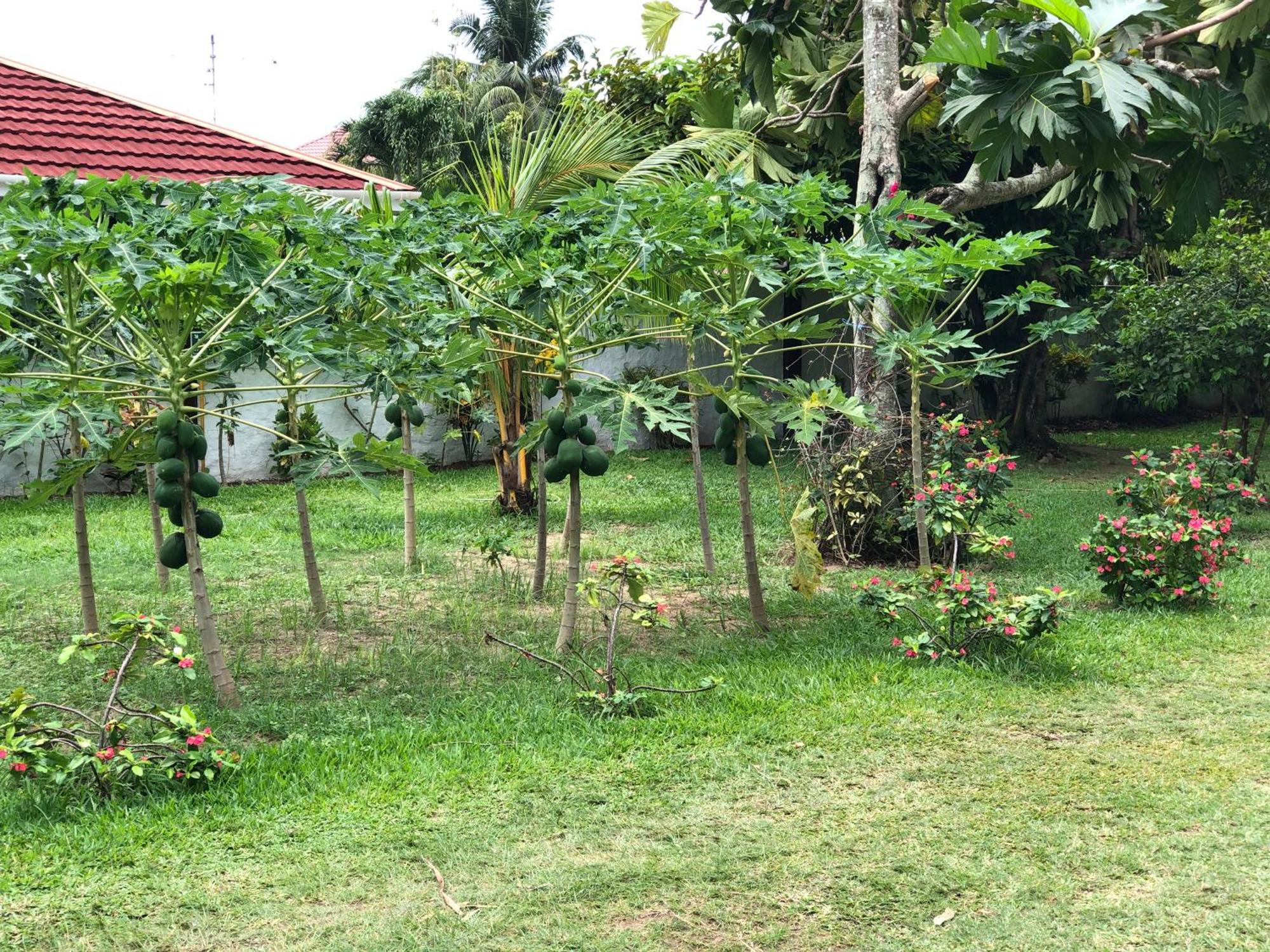 Hcs Bungalows Turtle Bay Rustic Bungalow Au Cap Exteriér fotografie