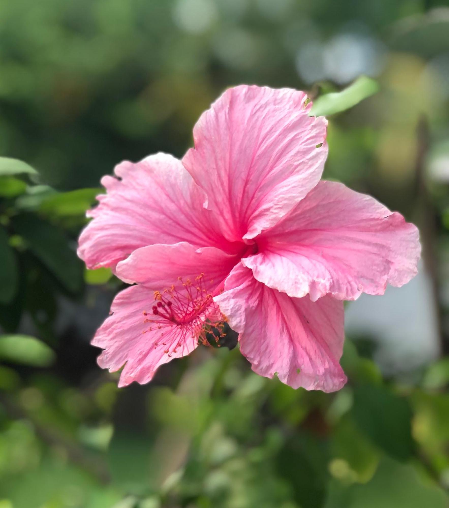 Hcs Bungalows Turtle Bay Rustic Bungalow Au Cap Exteriér fotografie